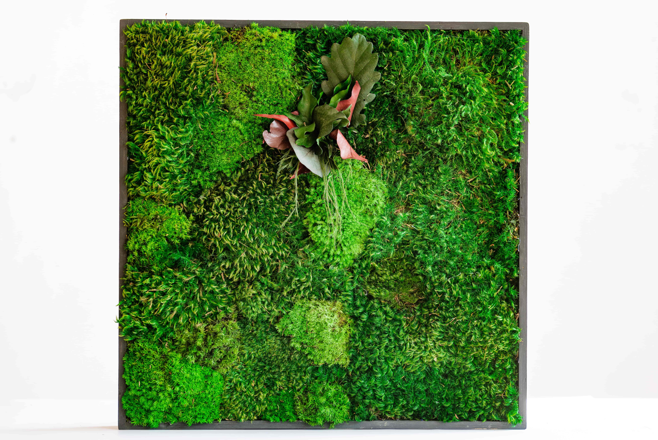 Square moss panel on the wall