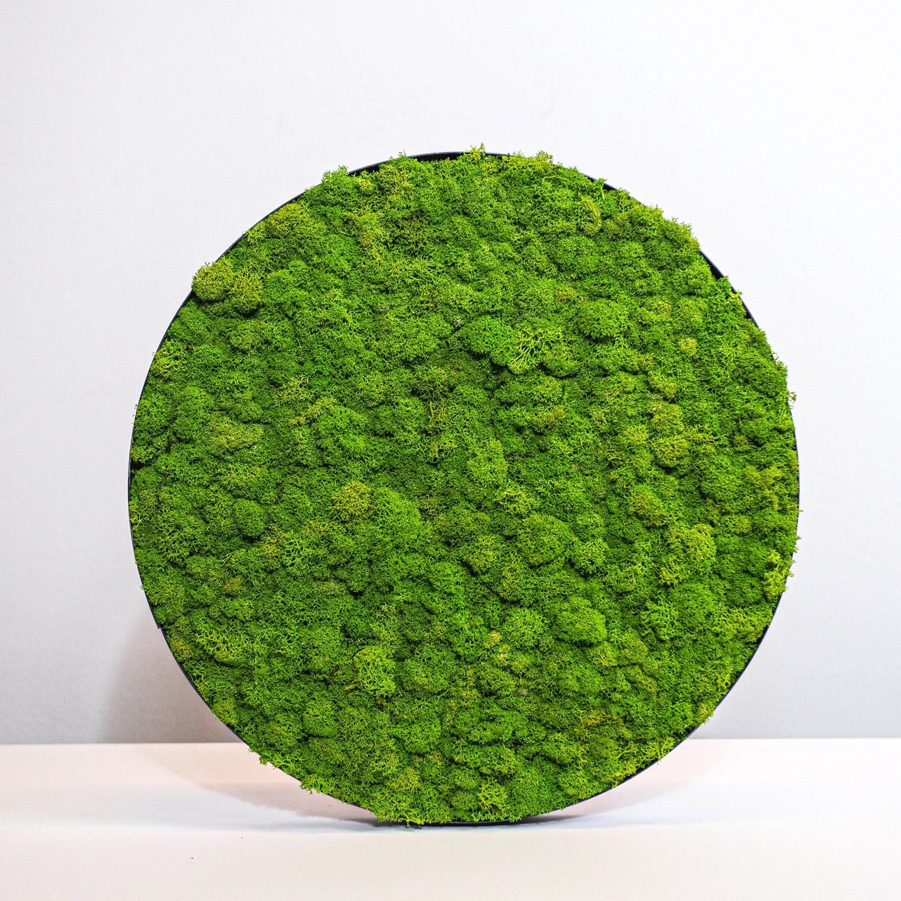 Round moss panel on the wall