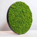 Round moss panel on the wall