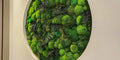 Round moss panel on the wall